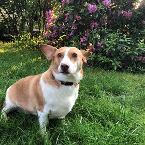 Meet your Posher, Paige